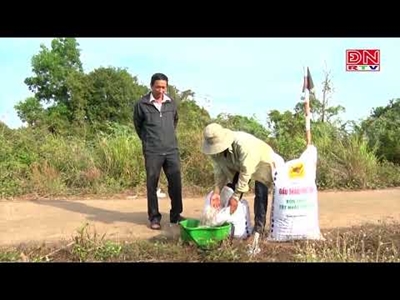 Chú trọng phòng trừ sâu bệnh trên cây lúa vụ Hè-Thu 2024